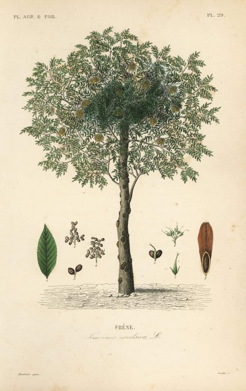Eurooppalainen saarni, Fraxinus excelsior, Frene tekijältä Unbekannt