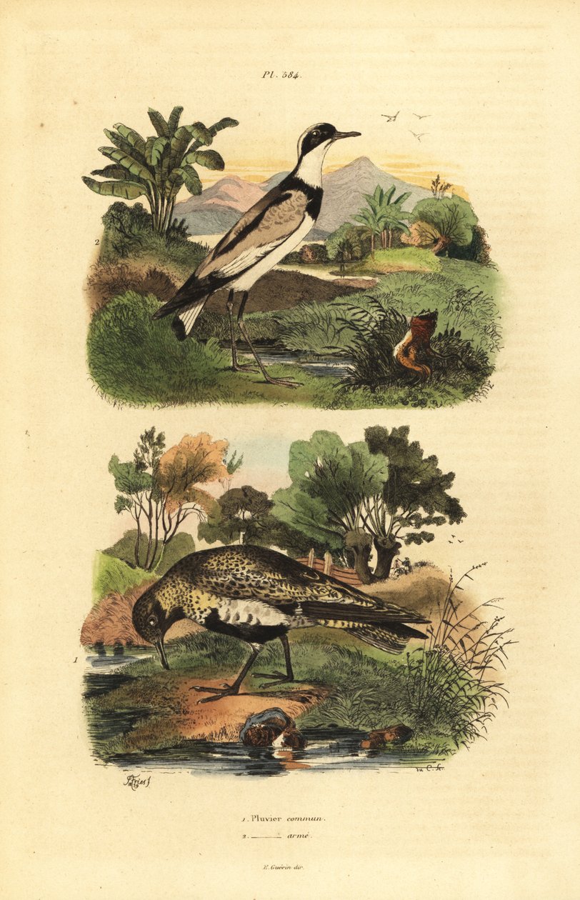 euroopan kultatoppa, Pluvialis apricaria ja rengastoppa, Charadrius hiaticula tekijältä Unbekannt