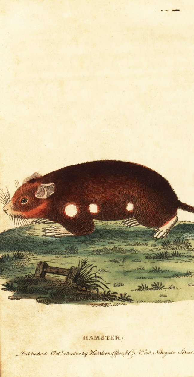 Eurooppalainen hamsteri, Cricetus cricetus. Äärimmäisen uhanalainen. ,1800 (kaiverrus) tekijältä Unbekannter Künstler