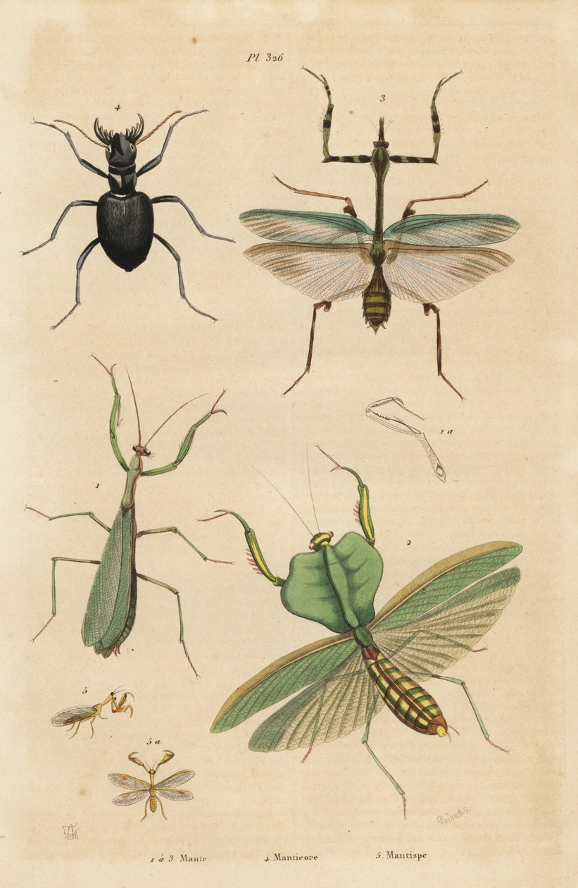 Euroopan sirkkasirkka, mantis religiosa 1, lehtisirkka, Choeradodis rhomboidea 2, tiikerikuoriainen, Manticora latipennis 3, mantidfly, mantispa styriaca 4 tekijältä Unbekannt