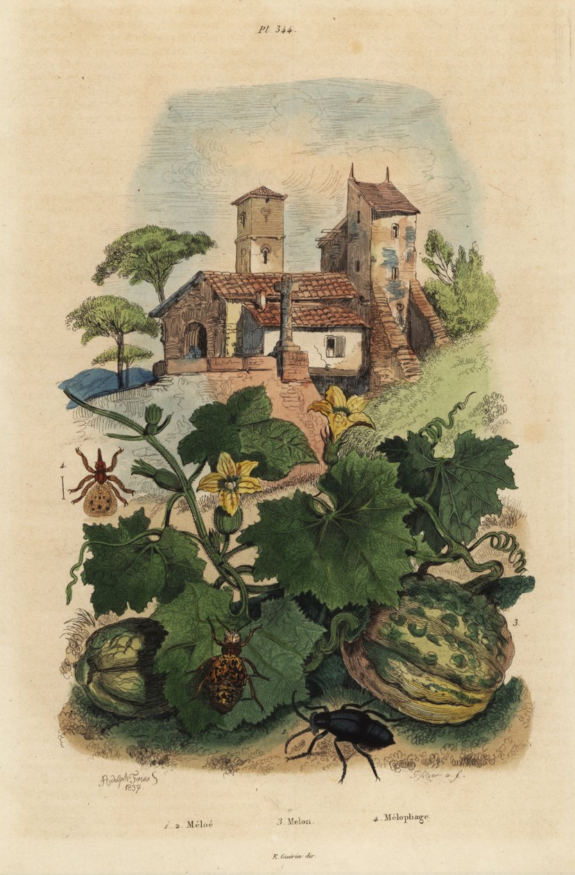 Euroopan öljykuoriainen, Meloe proscarabaeus 1.2, Honfleur-meloni, Cucumis-meloni 3 ja lammas ked, Melophagus ovinus tekijältä Unbekannt