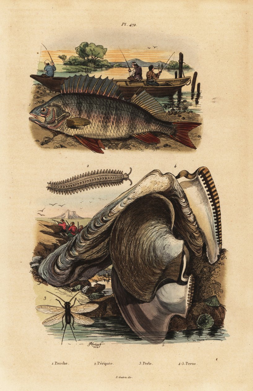 Ahven, Perca fluviatilis 1, samettimato, Peripatus iuliformis 2, naaras, Perla marginata 3 ja helmiosteri, Isognomon isognomum 4. Perche, Peripate, Perle, Perne tekijältä Unbekannt