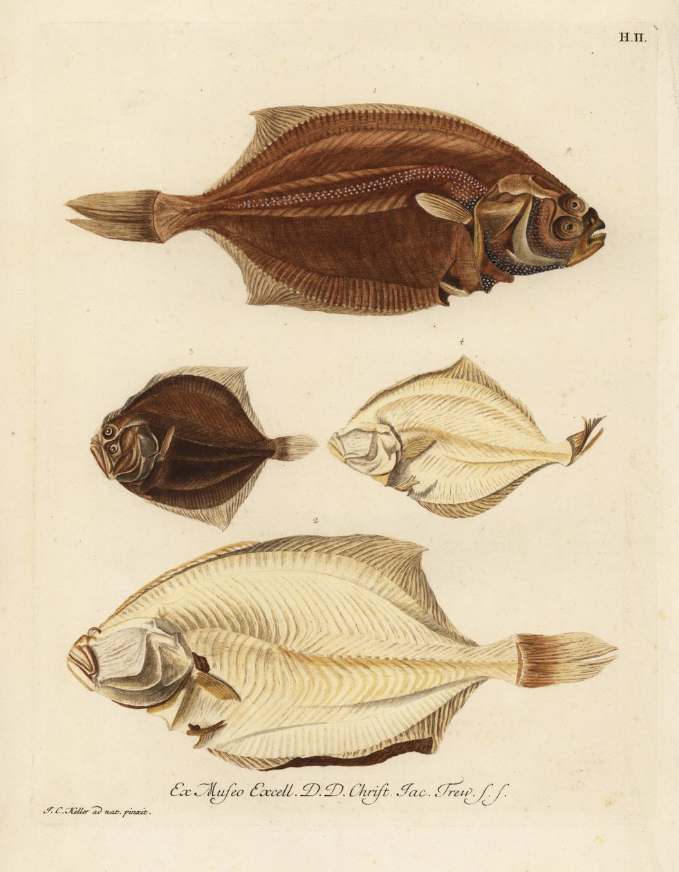 Punakampela, Pleuronectes platessa 1,2 ja silokampela, Scophthalmus rhombus 3,4. Piikkikampela tai mutka oikealta puolelta, Platessa, vasemmalta puolelta, punakampela tai rhombus vasemmalta puolelta, pieni kampela mem puolelta. Käsinväritetty kuparipiirros tekijältä Unbekannter Künstler