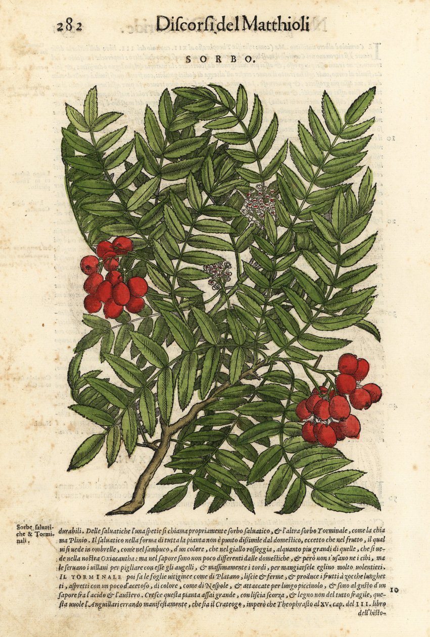 Pihlaja, Sorbus aucuparia. Wolfgang Meyerpickin käsin värjätty puupiirros Giorgio Liberalen kuvituksen mukaan Pietro Andrea Mattiolin teoksesta Discorsi di P.A. Matthioli ne i sei libri della Materia Medicinale di Pedacio Dioscoride Anaza. tekijältä Unbekannter Künstler