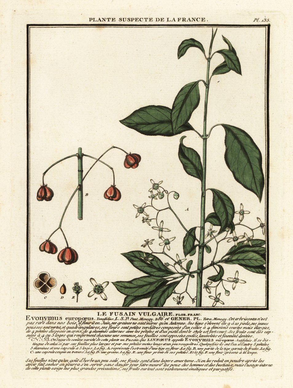 Euroopan kara, Euonymus europaeus. tekijältä Unbekannter Künstler