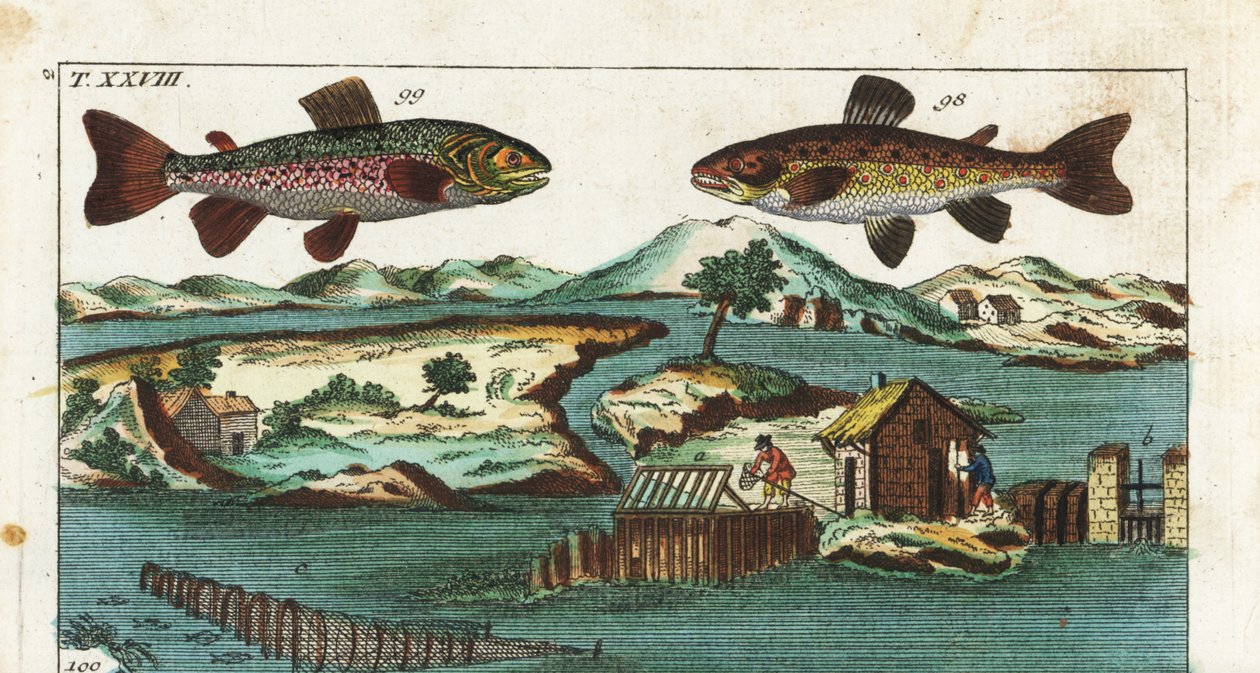 Eurooppalainen taimen - Kalastustekniikka, jossa käytetään keinotekoisia koskia kalojen pyydystämiseen - Meritaimen, Salmo trutta trutta 98, nieriä, Salvelinus alpinus alpinus 99, ja kalastusmenetelmät, joissa käytetään keinotekoisia koskia joessa lohien p tekijältä Unbekannter Künstler