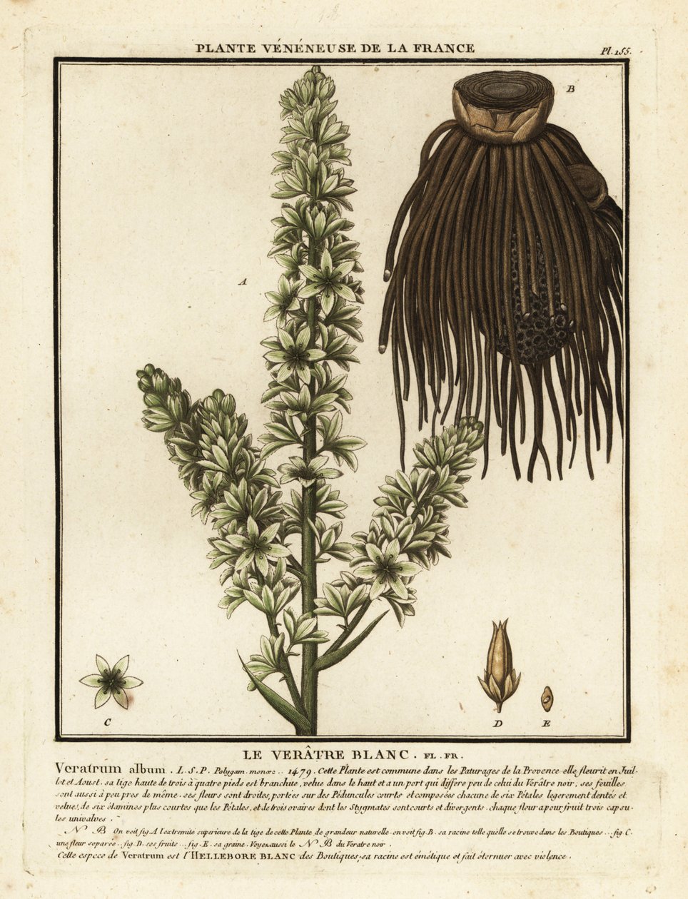 Euroopan valkoinen hellebore, Veratrum albumi. tekijältä Unbekannter Künstler