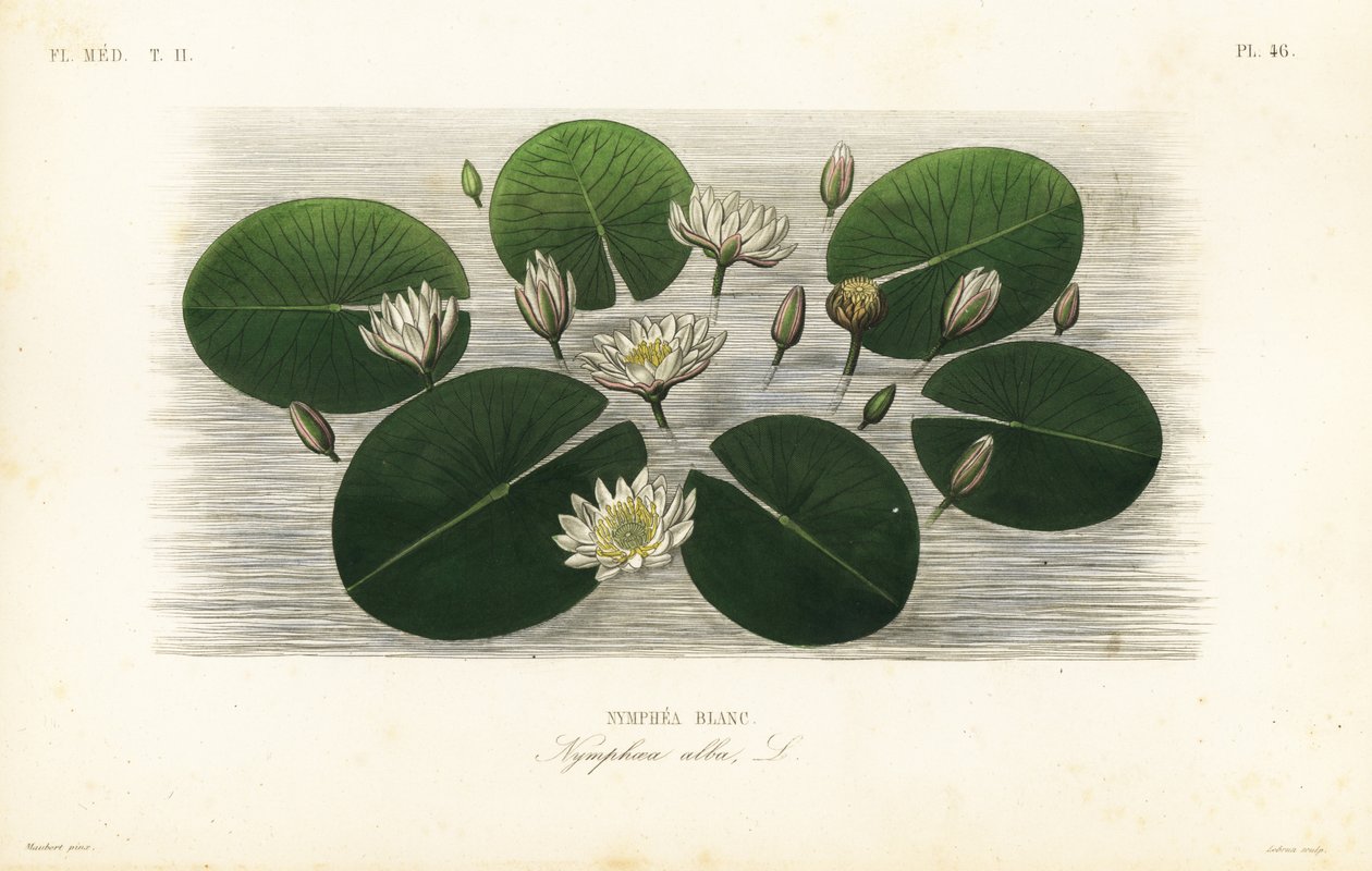 Valkoinen lumpeen, Nymphaea alba, Nymphea blanc tekijältä Unbekannt