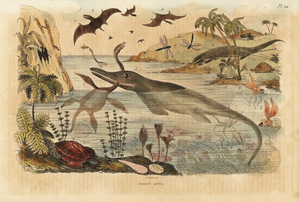 Kuolleet sukupuuttoon kuolleet dinosaurukset, ikthyosaurus, plesiosaurukset, merieläimet, pterodaktyylit, liskot, kilpikonnat, hyönteiset, kalat, kalmarit, nilviäiset jne. tekijältä Unbekannt
