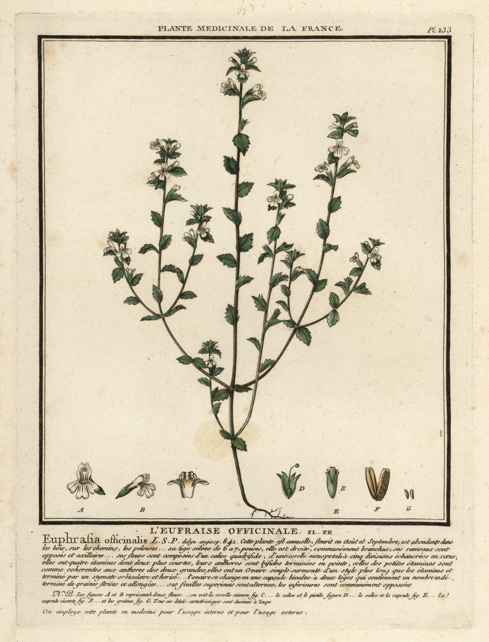 Eyebright, Euphrasia rostkoviana. tekijältä Unbekannter Künstler