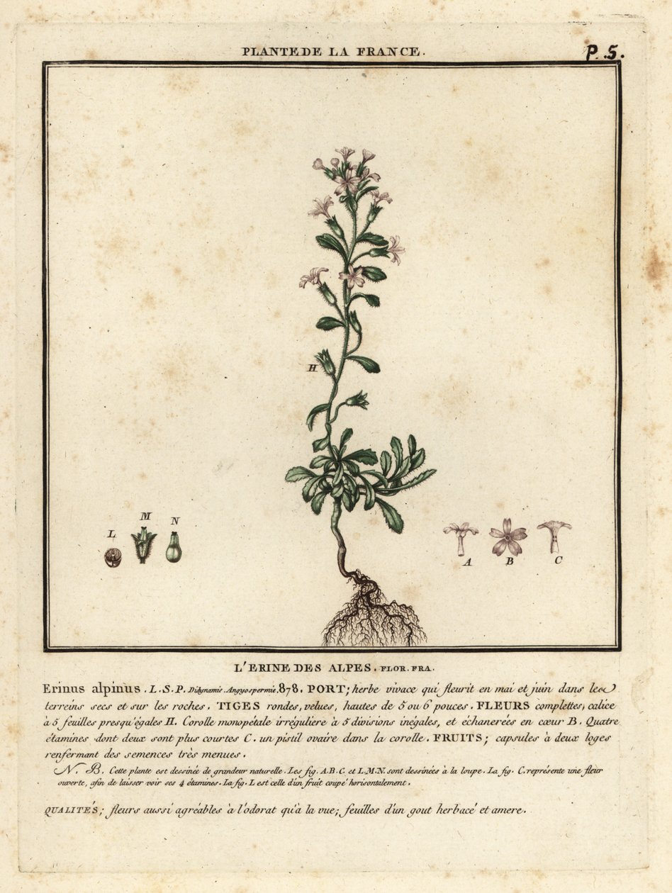 Dedalera de fades, Erinus alpinus. finlandès tekijältä Unbekannter Künstler