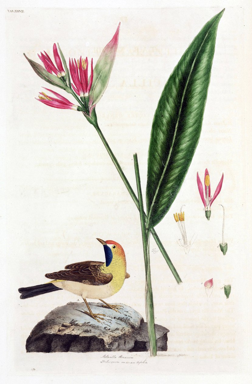 Väärän paratiisin linnun kukka ja västäräkki (Bergeronnettes tai Motacilla thoracica, Heliconia marantifolia tai Heliconia hirsuta). tekijältä Unbekannt