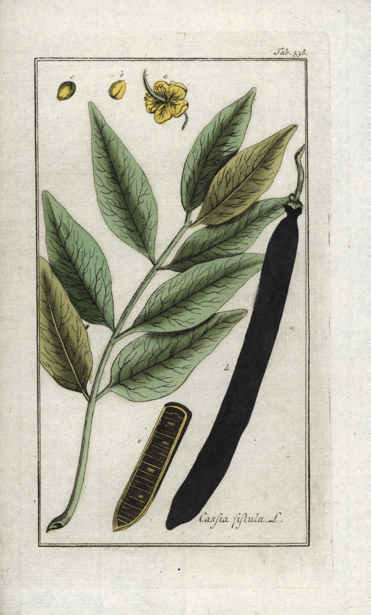 False sene, fake johanneksenleipäpuu, golden shower tai canefier (Cassia fistula). Litografia Johannes Zornin (1739-1799) Alankomaiden teoksesta "Afbeelding der Artseny-Gewassen". tekijältä Unbekannter Künstler