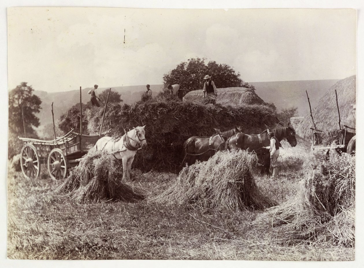 Maatalousnäkymät, sadonkorjuu ja varastointi, sadonkorjuu ennen 1900, c 1890 tekijältä Unbekannt