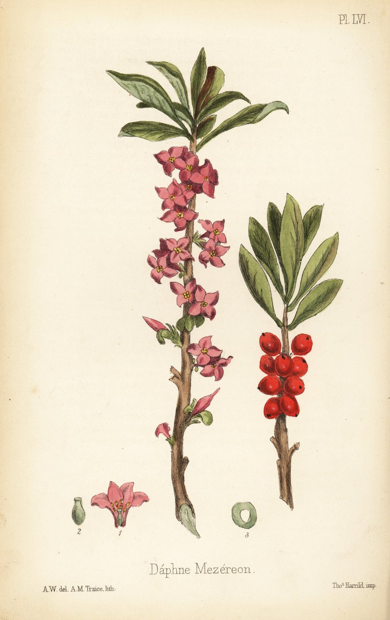 Helmikuun daphne, mezereon tai spurge-laureli, Daphne mezereum (Daphne mezereon). A.M. Traicen käsin tekemä värillinen litografia A.W.:n kuvituksen mukaan Edward Hamiltonin teoksesta Flora Homeopathica, Bailliere, Lontoo. tekijältä Unbekannter Künstler