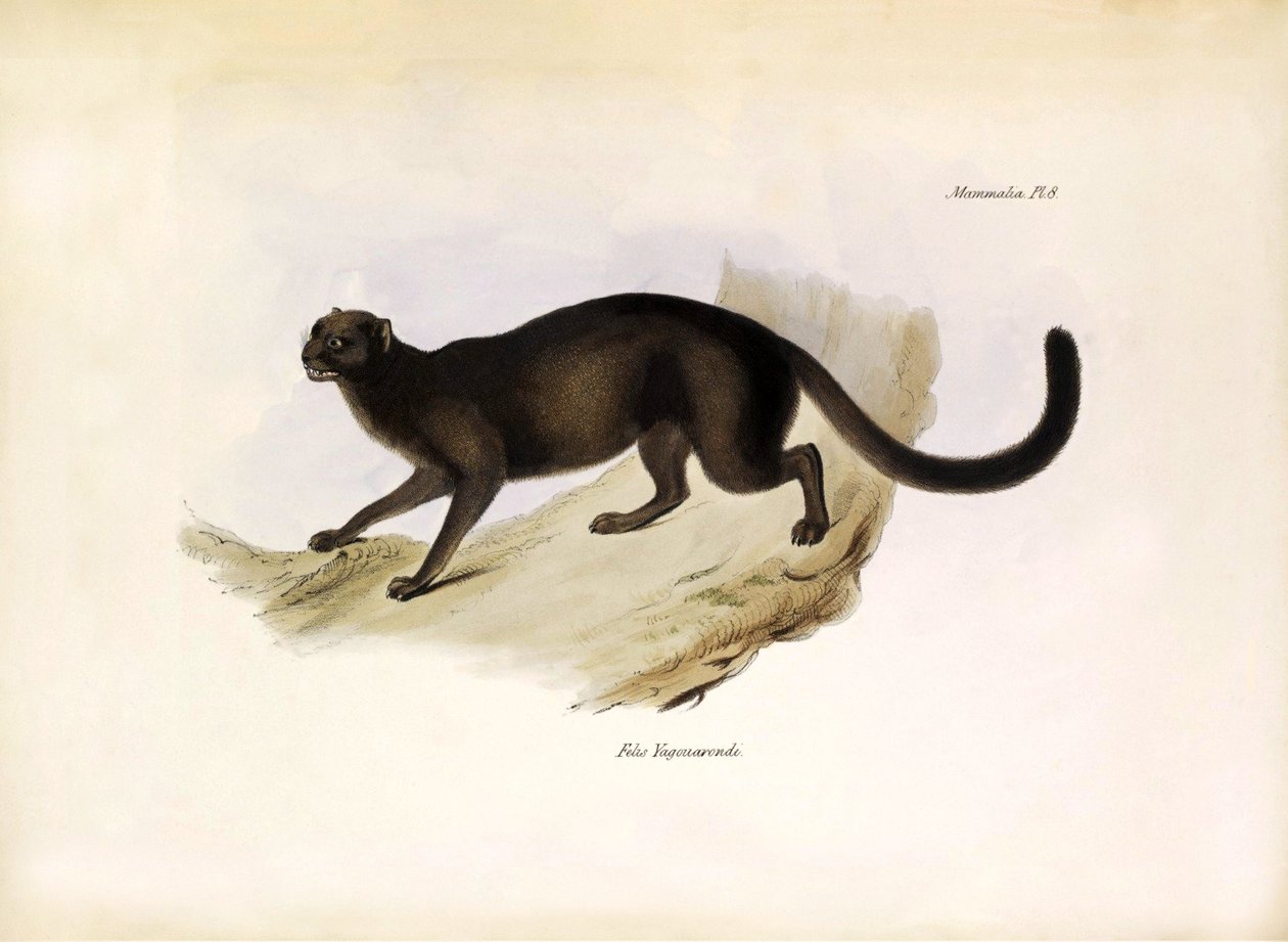 Felis Yagouarondi Jaguarondi eli eyra eli saukkokissa, amerikkalainen kissaeläin, jonka Charles Darwin kuvasi Beaglen tutkimusmatkansa aikana. Lautanen teoksesta "The zoology of the voyage of H.M.S. Beagle. described by John Gould, with notice of their hab tekijältä Unbekannter Künstler