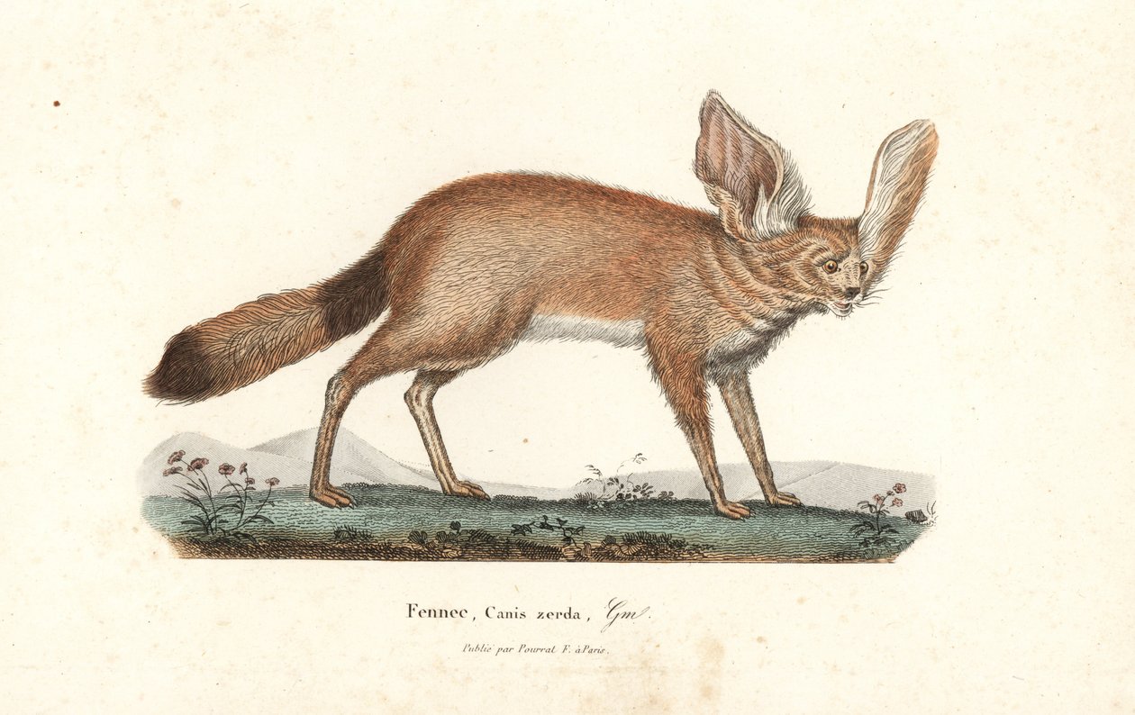 Fennec fox tai fennec, Vulpes zerda. Käsin värjätty kuparikaiverrus Rene Primevere Lessonin teoksesta Complements de Buffon, Pourrat Freres, Pariisi. tekijältä Unbekannter Künstler
