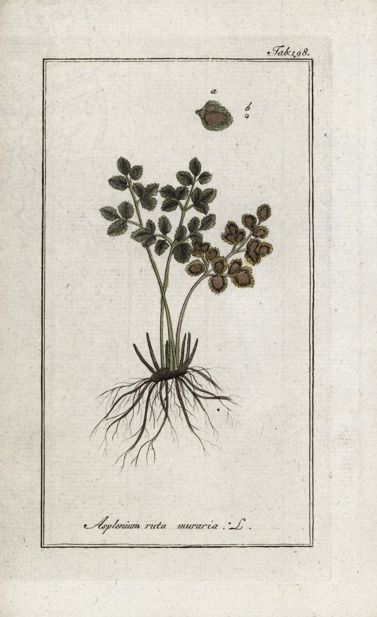 Saniainen doradilla seinien tai asplenia street seinien (Asplenium ruta muraria). Litografia Johannes Zornin (1739-1799) Alankomaiden teoksesta "Afbeelding der Artseny-Gewassen". tekijältä Unbekannter Künstler