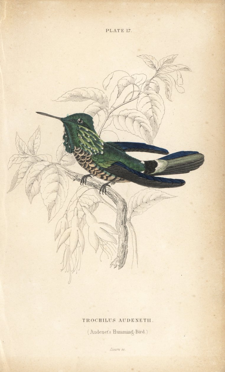 Juhlakolibri, Lophornis chalybeus (Audenet