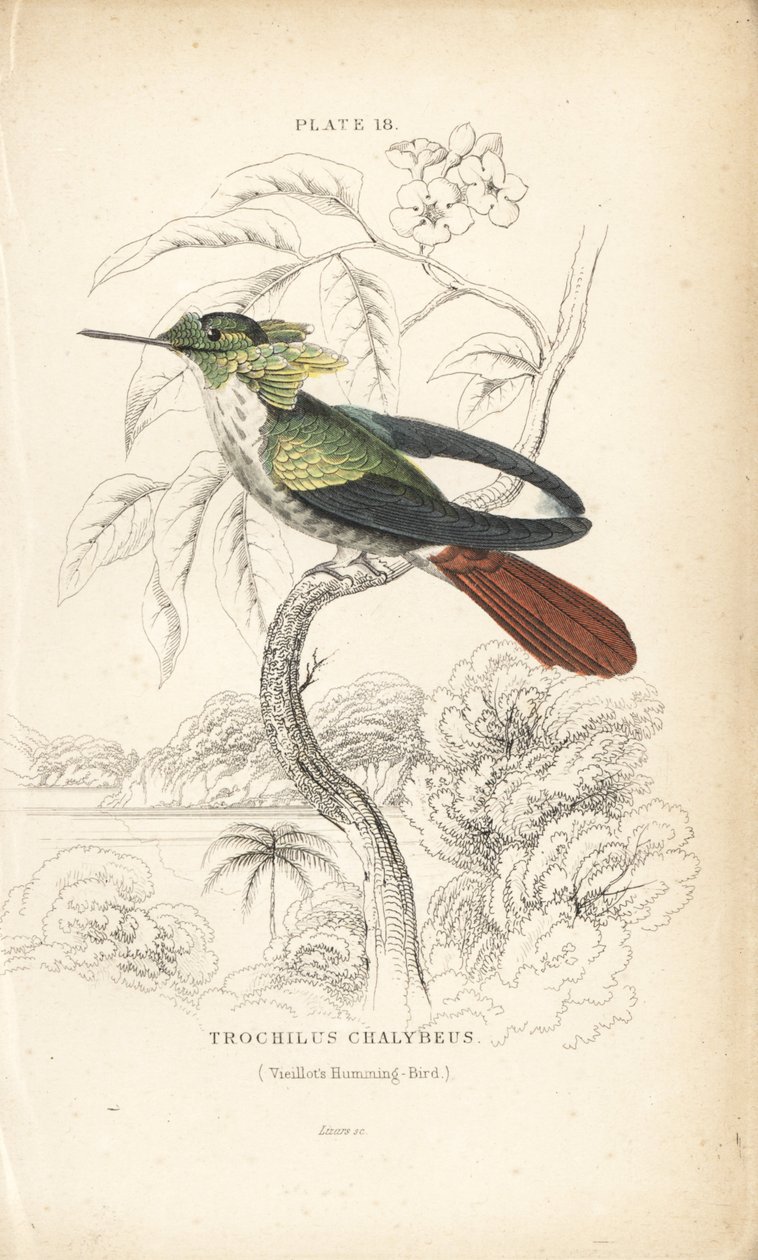 Juhlakolibri, Lophornis chalybeus (Vieillot