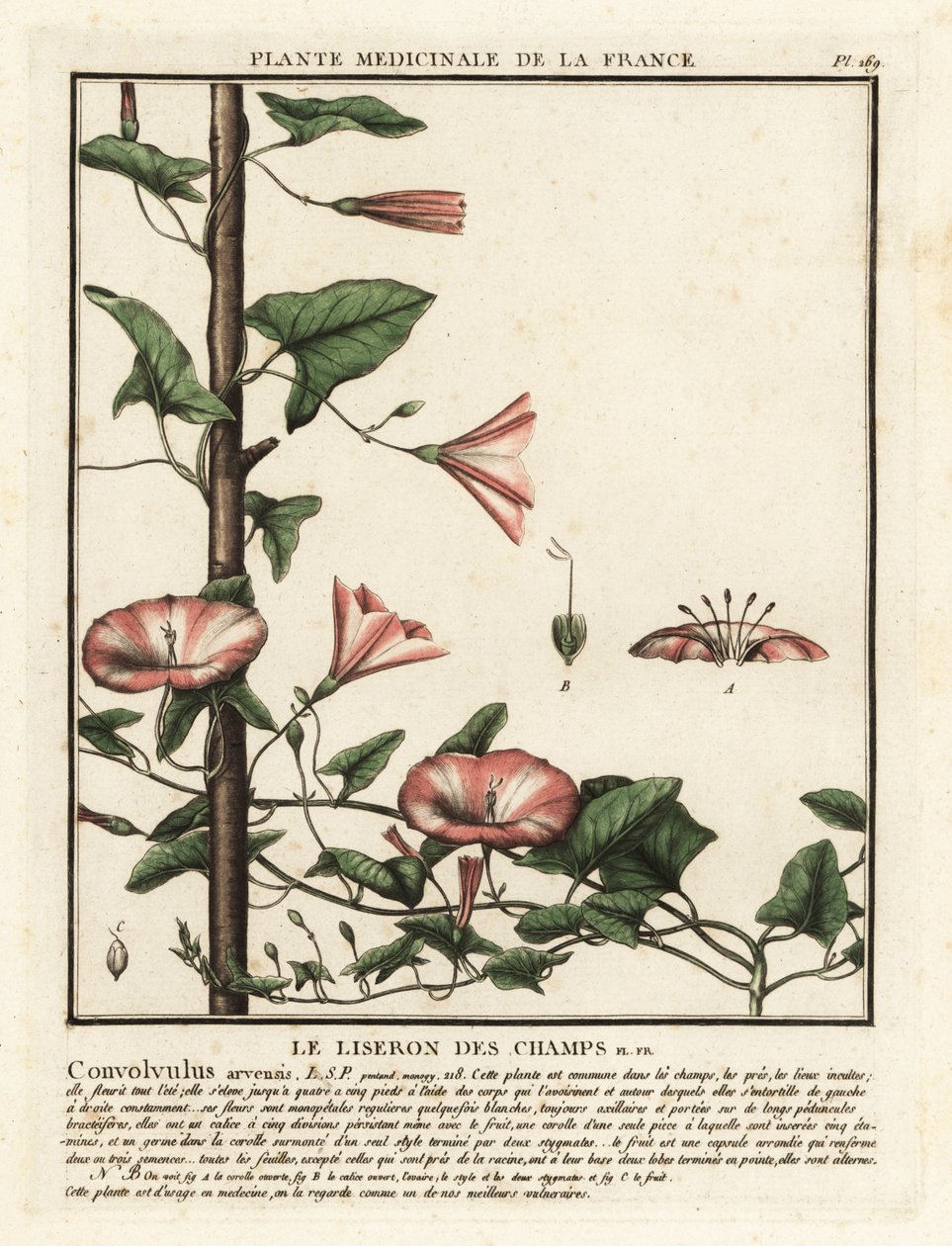 Peltosido, Convolvulus arvensis. tekijältä Unbekannter Künstler