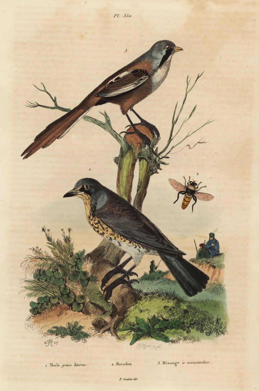 Fieldfare, Turdus pilaris ja parrakasvilli, Panurus biarmicus Le merle grive litorne, merodon et mesange a viikset tekijältä Unbekannt
