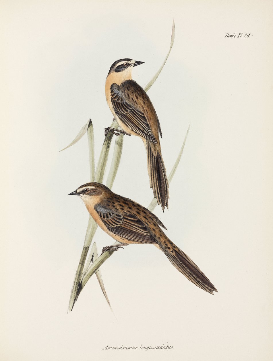 Finches, n. 1832-1836 tekijältä Unbekannter Künstler