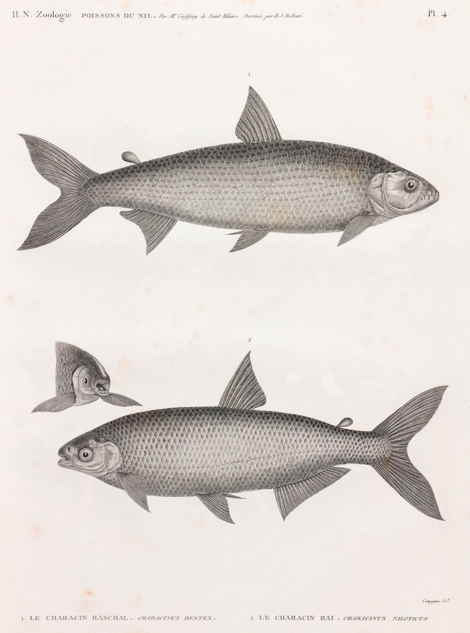 Kala: Le Characin tekijältä Unbekannt