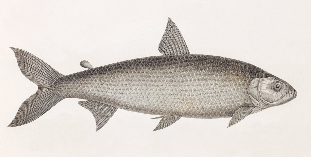 Kala: Le Characin tekijältä Unbekannt