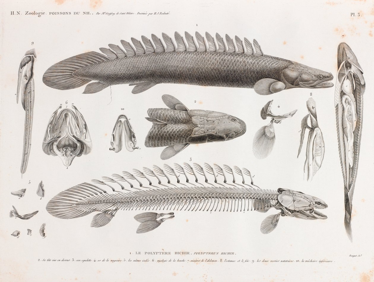 Kalat: Le Polyptere Bichir, anatomia tekijältä Unbekannt