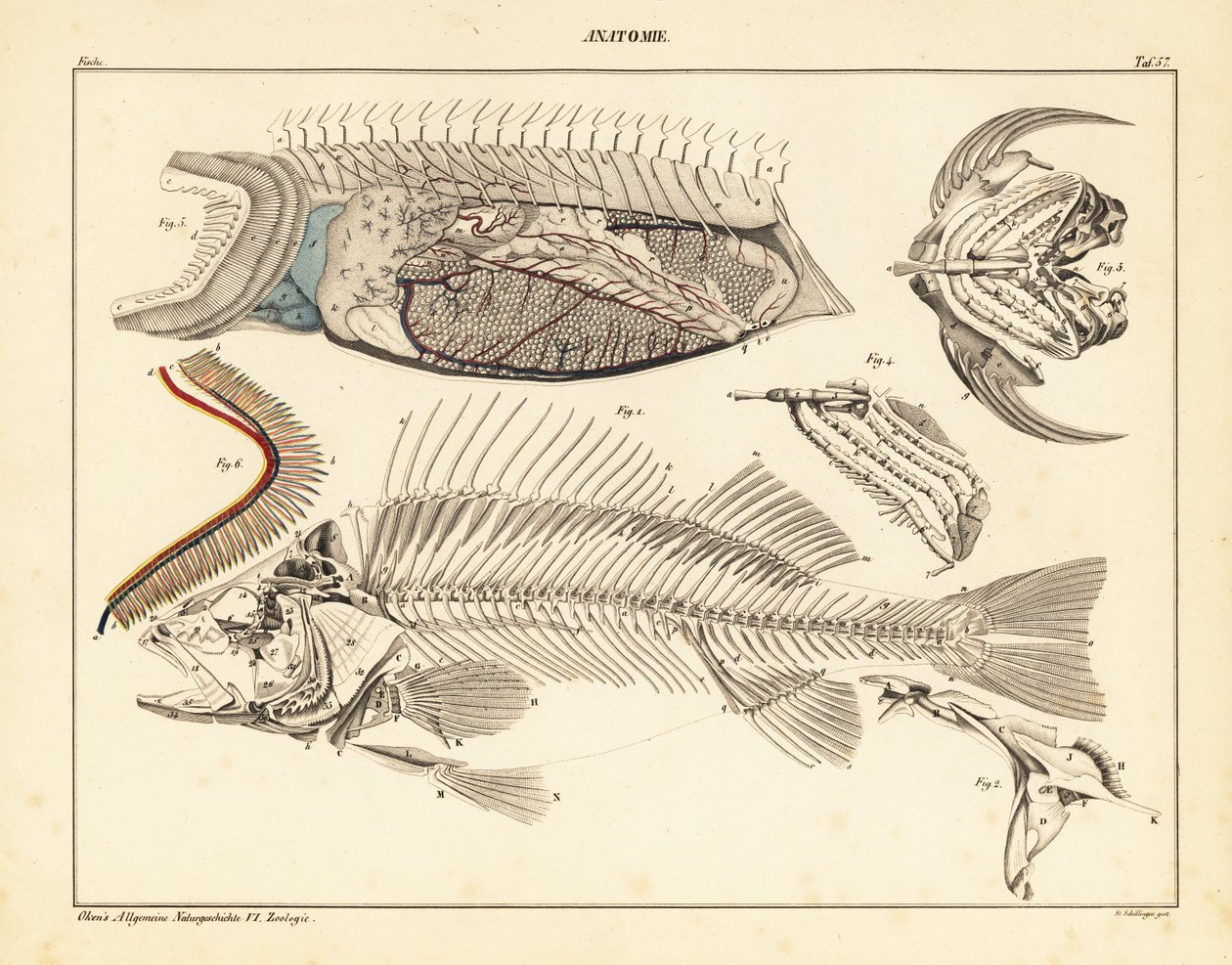 Kalan anatomia, jossa näkyy luuranko, kidukset jne., 1841 (litografia) tekijältä Unbekannter Künstler