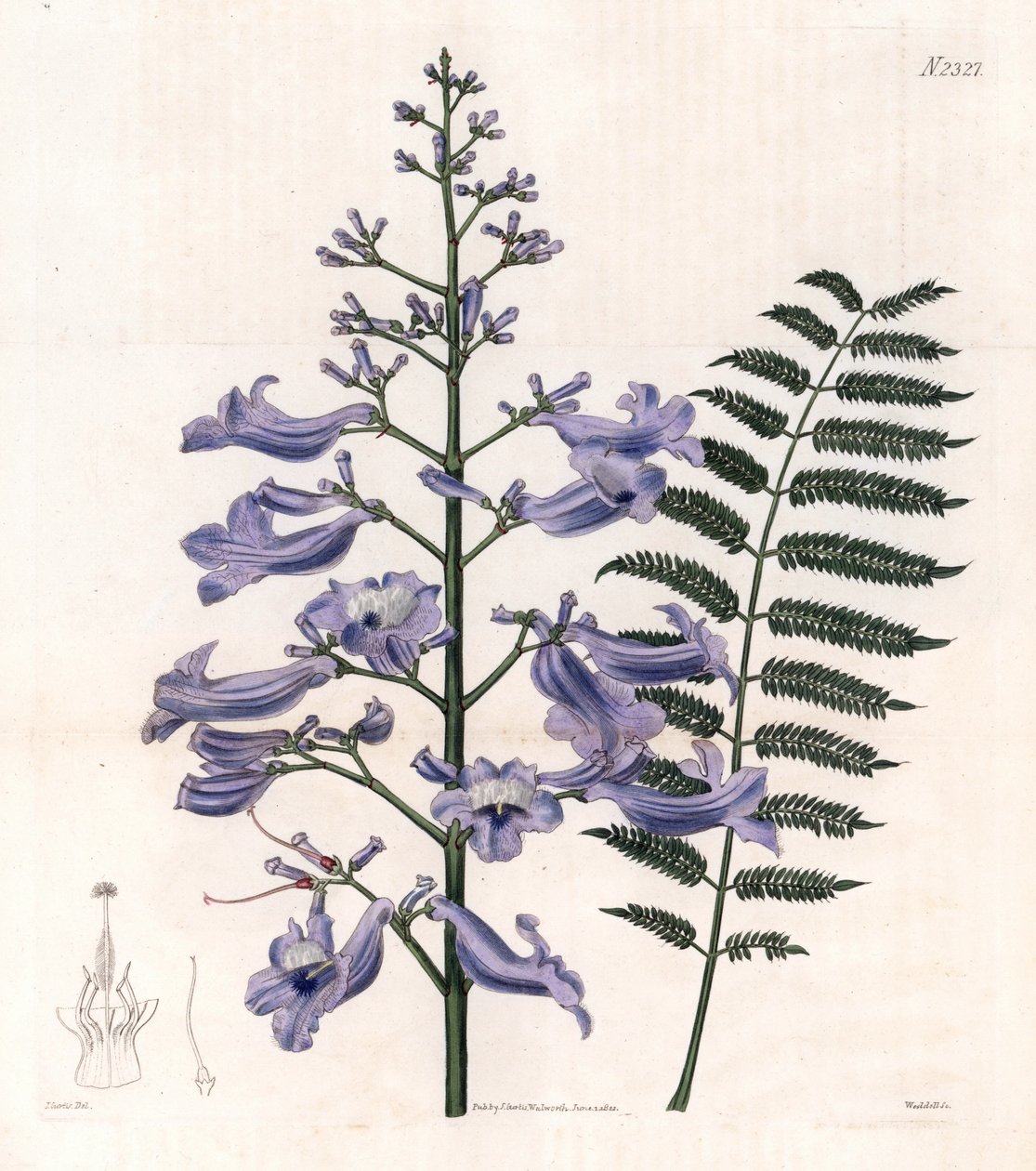 Flamboyant blue or oyster tree - Trinidad fern puu, Jacaranda mimosifolia (Oval leaved jacaranda, Jacaranda ovalifolia). Weddellin käsin tekemä kuparikaiverrus John Curtisin kuvituksen mukaan Samuel Curtisin "Botanical Magazine" -lehdestä, Londo. tekijältä Unbekannter Künstler