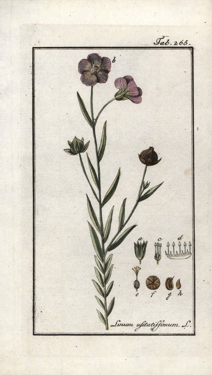 Pellavansiemenet (Linum usitatissimum). Litografia Johannes Zornin (1739-1799) teoksesta "Afbeelding der Artseny-Gewassen", Alankomaat. tekijältä Unbekannter Künstler