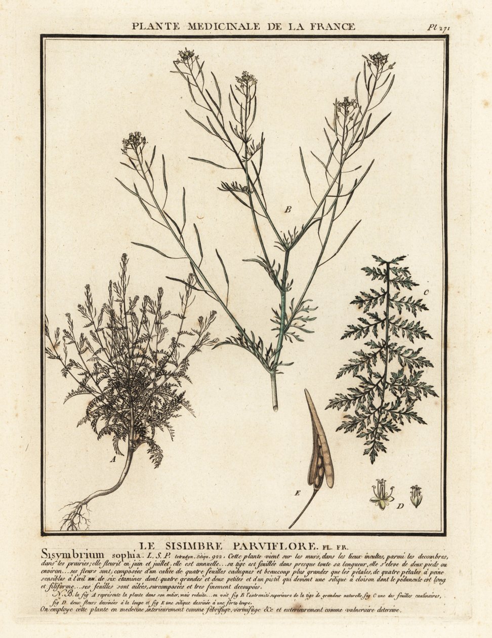 Flixweed, Descurainia sophia. tekijältä Unbekannter Künstler
