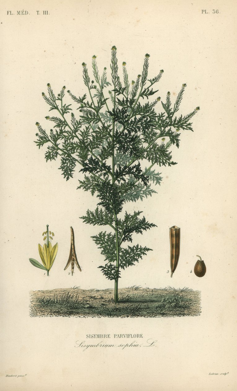 Flixweed, yrtti-Sophia tai tansy sinappi, Descurainia sophia, Sisymbrium sophia, Sisybre parviflore tekijältä Unbekannt