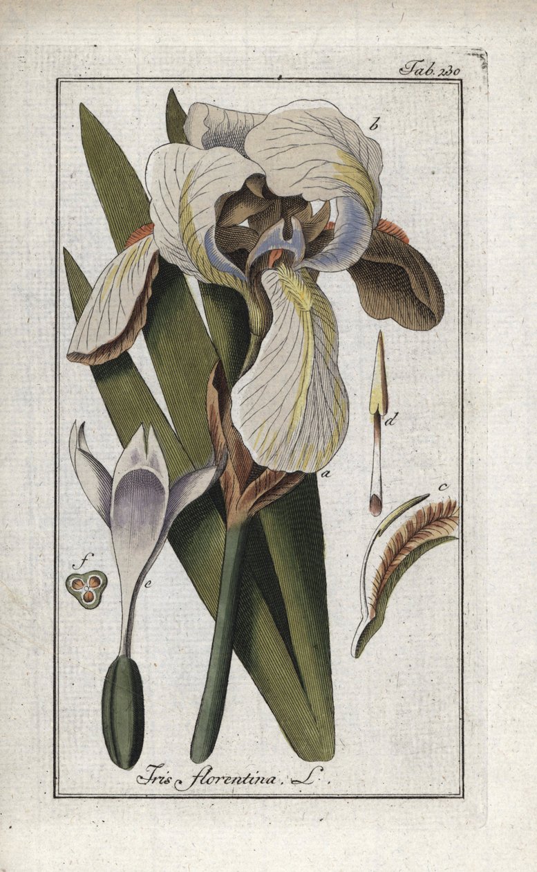 Firenzen iiris (Iris florentina). Litografia Johannes Zornin (1739-1799) teoksesta "Afbeelding der Artseny-Gewassen", Alankomaat. tekijältä Unbekannter Künstler