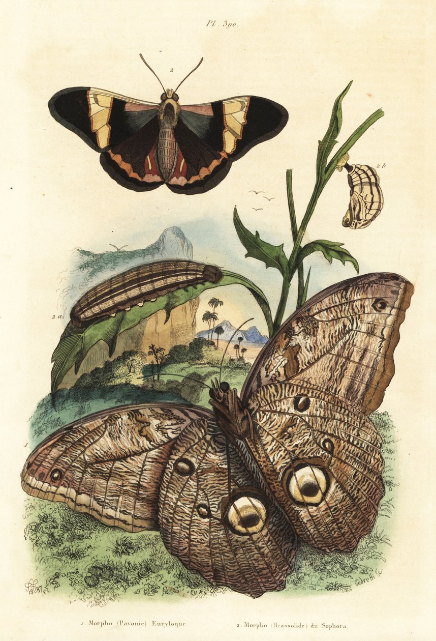 Metsäpöllöperhonen, Caligo eurilochus 1 ja Brassolis sophorae perhonen, nukke ja toukka 2 tekijältä Unbekannt