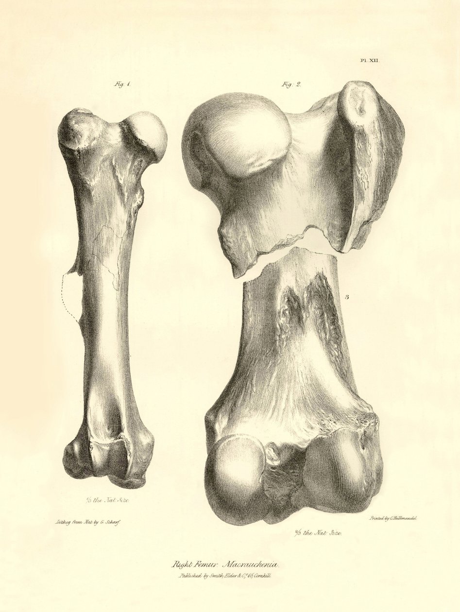 Charles Darwinin Beagle-retkikuntansa aikana kuvaaman Macrauchenia-nimisen esihistoriallisen eläimen fossiiliset luut (reisiluu). Lautanen teoksesta "The Zoology of the voyage of the H.M.S. Beagle under the command of Captain Fitzroy during the years 1832" tekijältä Unbekannter Künstler