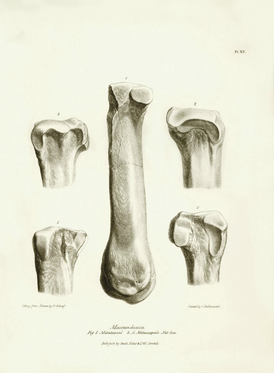 Charles Darwinin Beagle-retkikuntansa aikana kuvaaman Macrauchenia-nimisen esihistoriallisen eläimen fossiiliset luut (metatarse ja metacarp). Lautanen teoksesta "The Zoology of the voyage of the H.M.S. Beagle under the command of Captain Fitzroy during tekijältä Unbekannter Künstler
