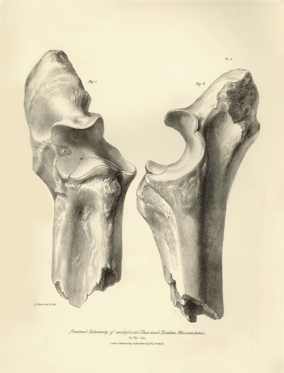 Charles Darwinin Beagle-retkikuntansa aikana kuvaaman Macrauchenia-nimisen esihistoriallisen eläimen fossiiliset luut (kyynärluu ja säde). Lautanen teoksesta "The Zoology of the voyage of the H.M.S. Beagle under the command of Captain Fitzroy during the ye tekijältä Unbekannter Künstler