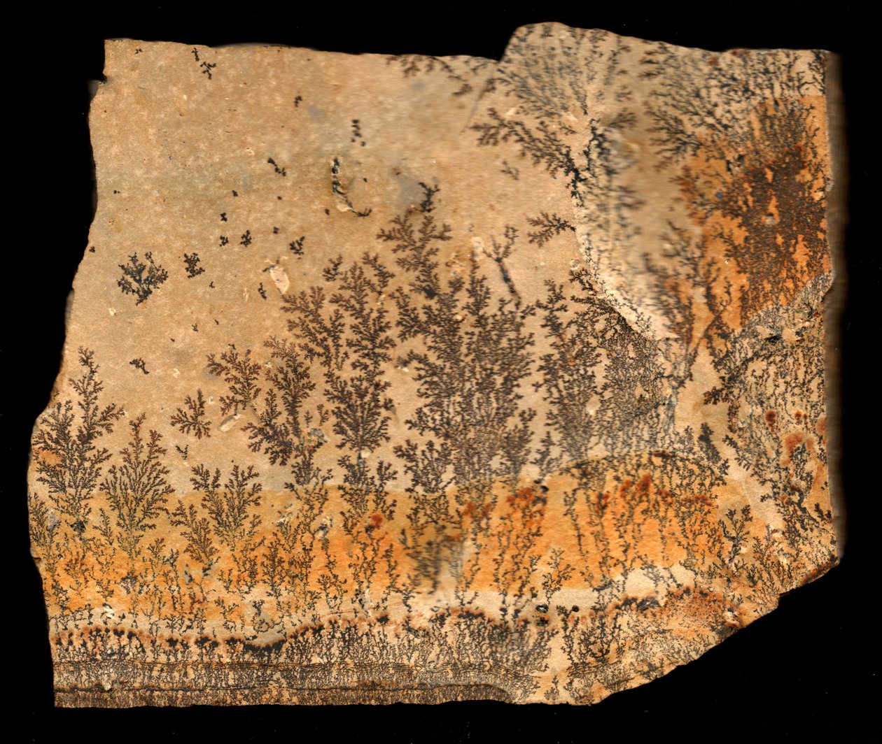 Fossiiliprintti, recto (printti) tekijältä William M. Timlin