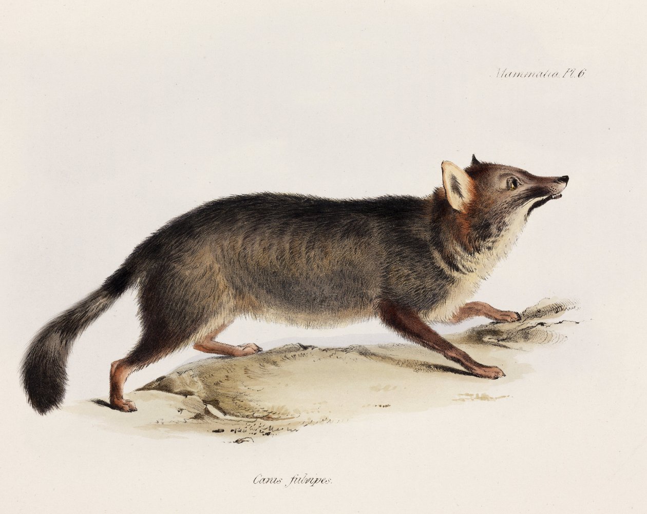 Fox, Chile, n 1832-1836 tekijältä Unbekannter Künstler
