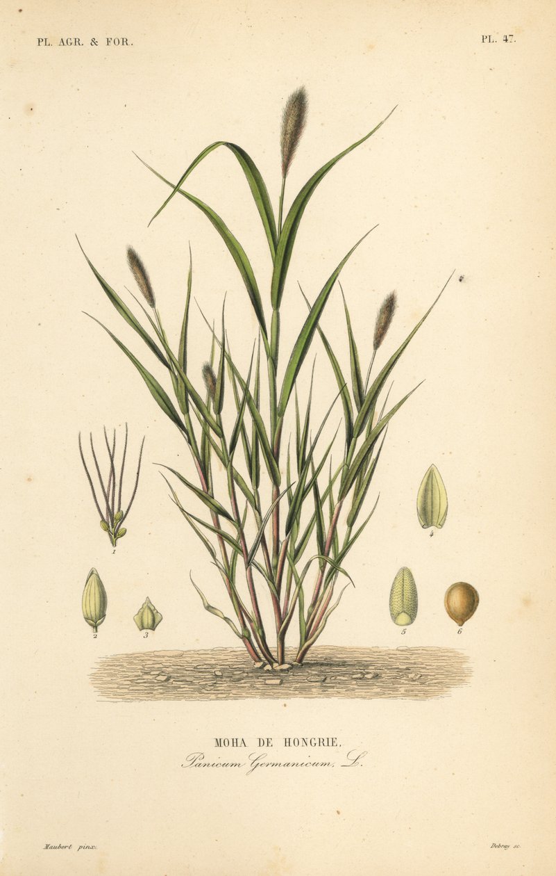 Kettuhirssi tai italialainen hirssi, Setaria italica, Panicum germanicum, Moha de Hongrie tekijältä Unbekannt