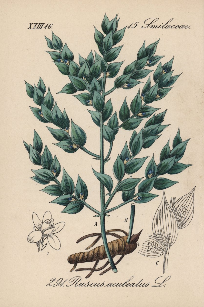Fragon False Holly tai Small Holly - teurastajan luuta, Ruscus aculeatus. Käsin väritetty litografia Diederich von Schlechtendalin teoksesta Saksan kasvisto (Flora von Deutschland), Jena. tekijältä Unbekannter Künstler