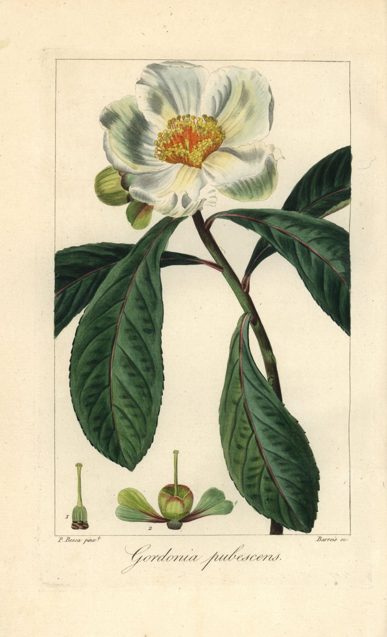 Franklinia-puu, Franklinia alatamaha, kotoisin Amerikasta, hävinnyt luonnosta. Barrois