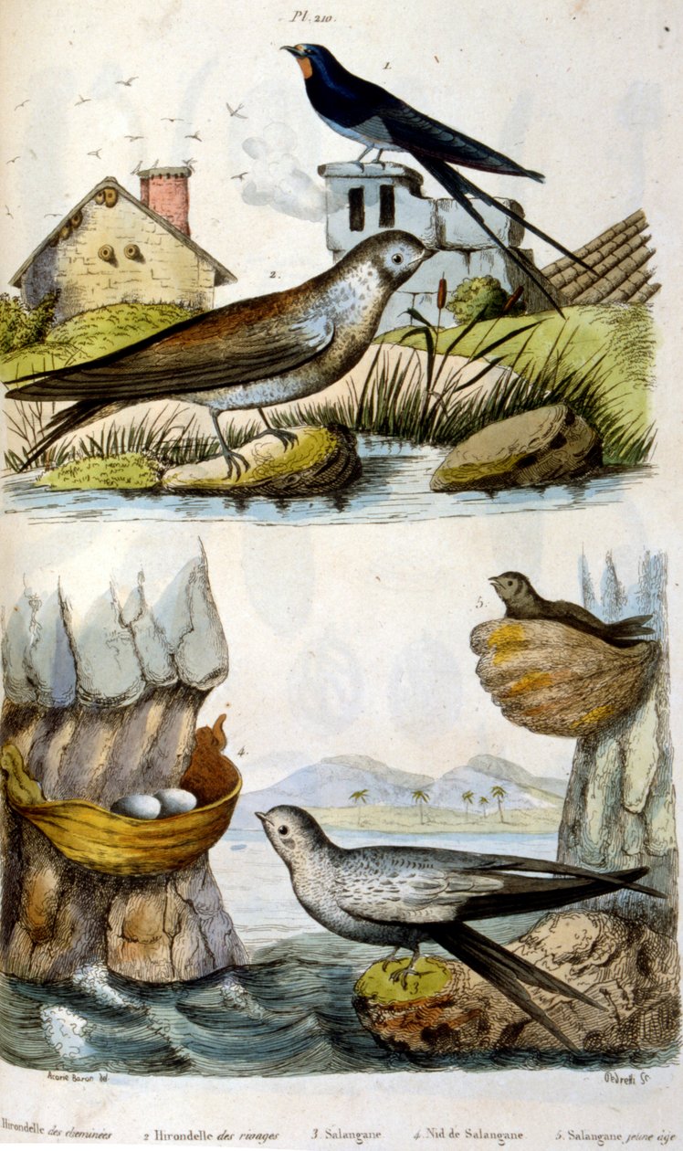 Ranskalainen. Värillinen kuvitus. päivätty noin 1884. kuvaa joki- ja rannikkolintuja. tekijältä Unbekannter Künstler
