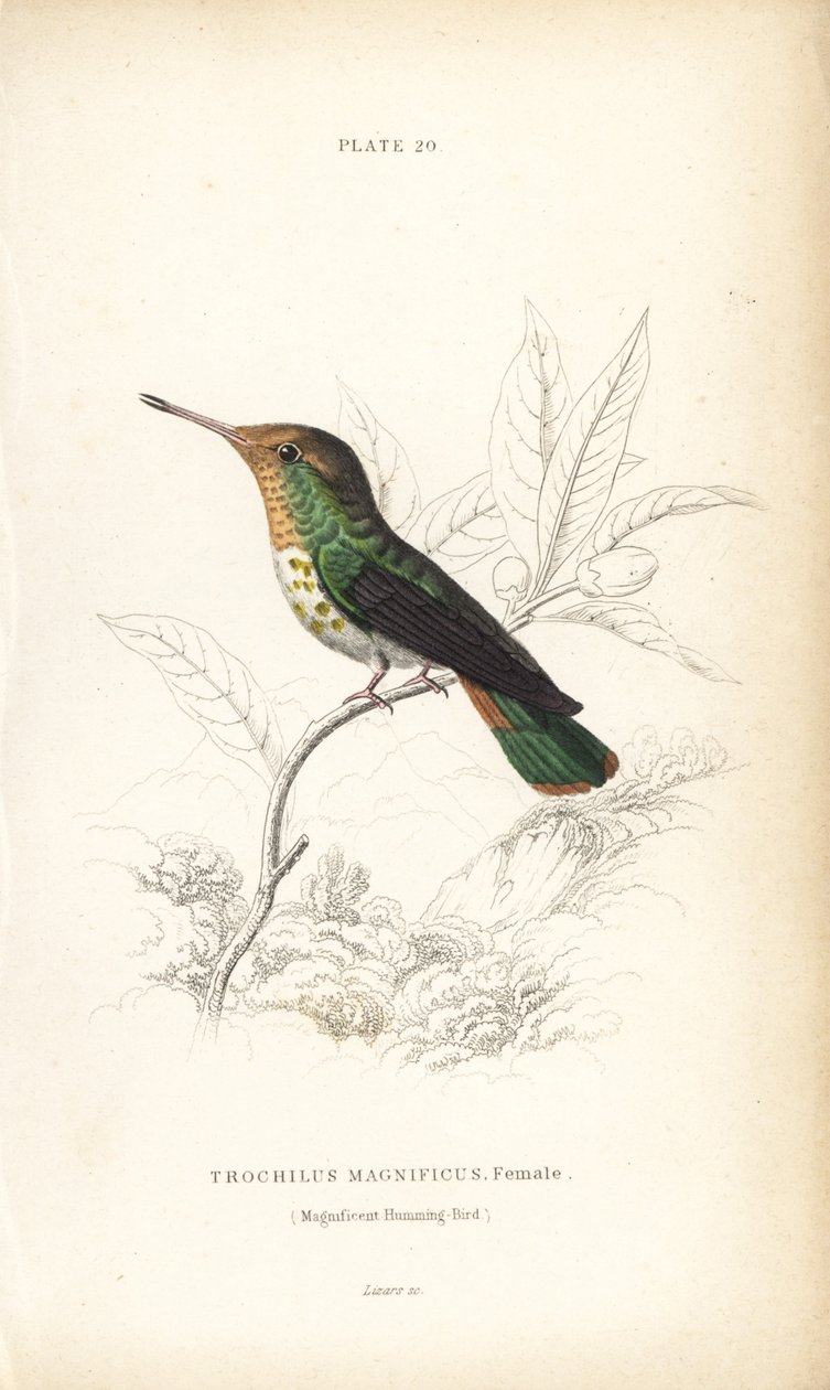 Hapsukolibri, Lophornis magnificus, naaras (Magnificent hummingbird, Trochilus magnificus). William Lizarsin käsin väritetty teräskaiverrus Sir William Jardinen Naturalist