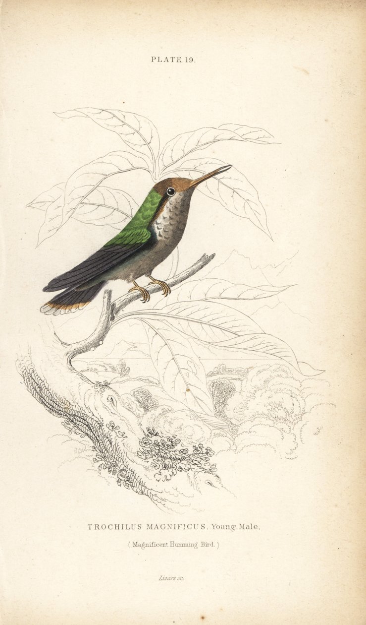 Hapsukolibri, Lophornis magnificus, nuori uros (Magnificent hummingbird, Trochilus magnificus). William Lizarsin käsin väritetty teräskaiverrus Sir William Jardinen Naturalist
