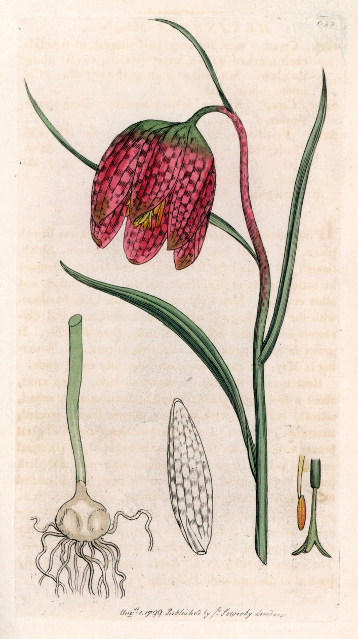 Fritillaria guinea fowl tai guinea fowl egg tai checkerboard (Fritillaria meleagris) - litografia, joka perustuu James Sowerbyn piirustukseen Smith