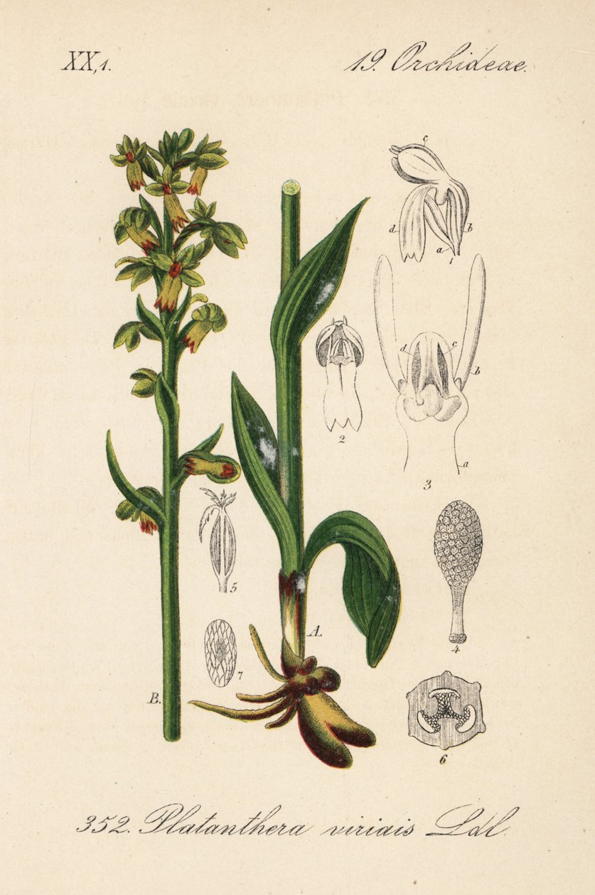 Sammakko-orkidea - Sammakko-orkidea, Dactylorhiza viridis (Platanthera viridis). Käsin väritetty litografia Diederich von Schlechtendalin teoksesta Saksan kasvisto (Flora von Deutschland), Jena. tekijältä Unbekannter Künstler